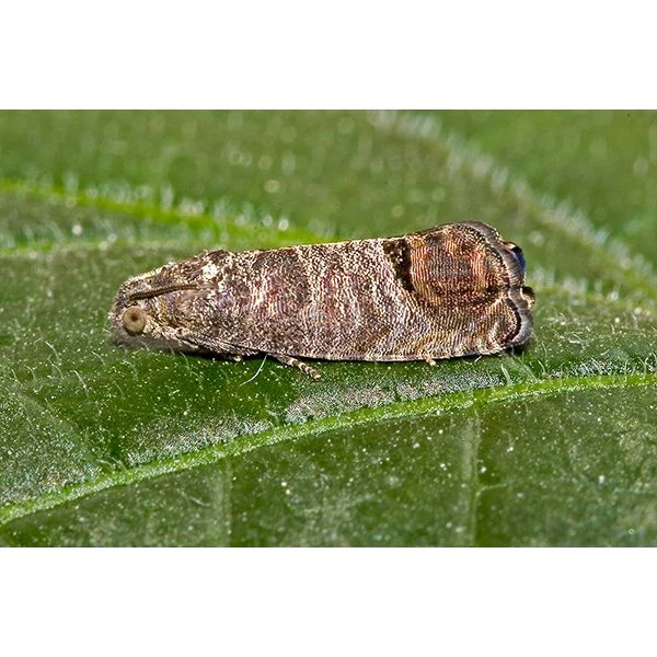 Ecostyle Aaltjes Tegen Larven Fruitmot 60 M² 2 Ecostyle Aaltjes Tegen Larven Fruitmot 60 M² - Afbeelding 2