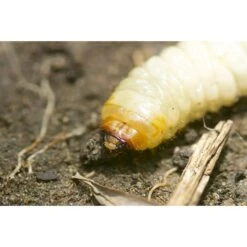 Ecostyle Aaltjes Tegen Larven Taxus-kever L 10 M² -Tuin & Terras Verkoopwinkel ecostyle aaltjes tegen larven taxus kever l 10 m 600x400 6239a7fd808e4 l