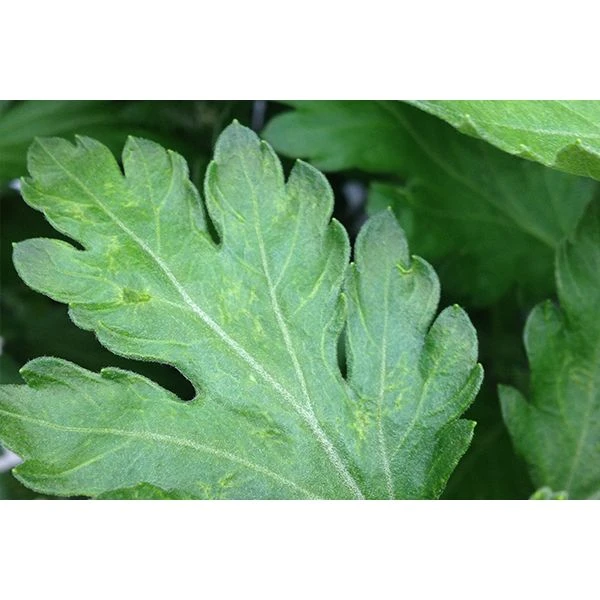 Ecostyle Aaltjes Tegen Larven Trips 50 M² 2 Ecostyle Aaltjes Tegen Larven Trips 50 M² - Afbeelding 2