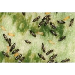 Ecostyle Aaltjes Tegen Larven Trips 50 M² 5 Ecostyle Aaltjes Tegen Larven Trips 50 M² -Tuin & Terras Verkoopwinkel ecostyle aaltjes tegen larven trips 50 m 600x400 6239a8db0c64d l