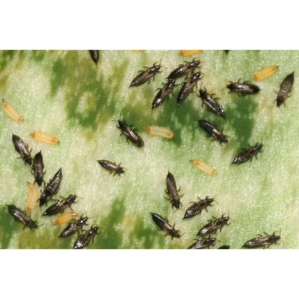 Ecostyle Aaltjes Tegen Larven Trips 50 M² 3 Ecostyle Aaltjes Tegen Larven Trips 50 M² - Afbeelding 3