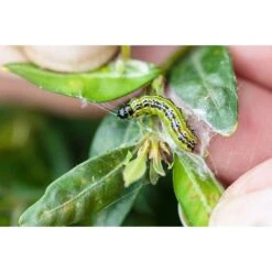 Ecostyle Aaltjes Tegen Rupsen Van De Buxusmot 20 M² 5 Ecostyle Aaltjes Tegen Rupsen Van De Buxusmot 20 M² -Tuin & Terras Verkoopwinkel ecostyle aaltjes tegen rupsen van de buxusmot 20 m 1612379851 2 l