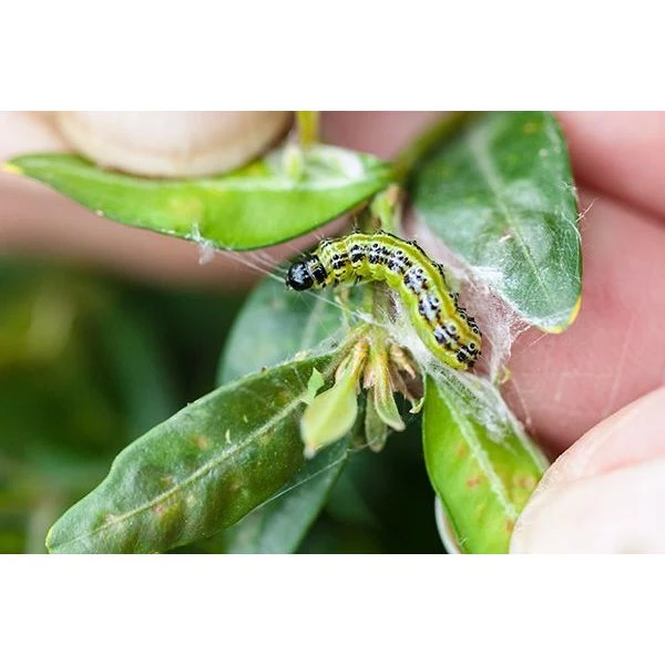 Ecostyle Aaltjes Tegen Rupsen Van De Buxusmot 20 M² 3 Ecostyle Aaltjes Tegen Rupsen Van De Buxusmot 20 M² - Afbeelding 3