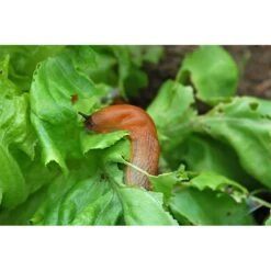 Ecostyle Aaltjes Tegen Slakken 80 M2 -Tuin & Terras Verkoopwinkel ecostyle aaltjes tegen slakken 80 m2 1612384304 1 l