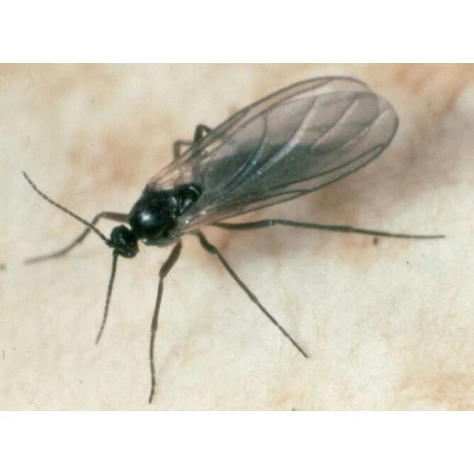 Ecostyle Aaltjes Tegen Varenrouwmug 25 M² 2 Ecostyle Aaltjes Tegen Varenrouwmug 25 M² - Afbeelding 2