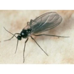 Ecostyle Aaltjes Tegen Varenrouwmug 50 M² -Tuin & Terras Verkoopwinkel ecostyle aaltjes tegen varenrouwmug 50 m 1593787765 1 l