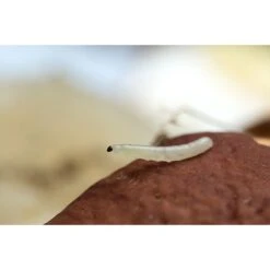 Ecostyle Aaltjes Tegen Varenrouwmug 50 M² -Tuin & Terras Verkoopwinkel ecostyle aaltjes tegen varenrouwmug 50 m 1593787765 2 l