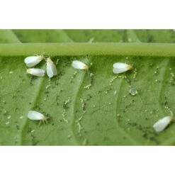 Ecostyle Sluipwesp Tegen Larven Witte Vlieg 3 Ecostyle Sluipwesp Tegen Larven Witte Vlieg -Tuin & Terras Verkoopwinkel ecostyle sluipwesp tegen larven witte vlieg 1593789177 1 l