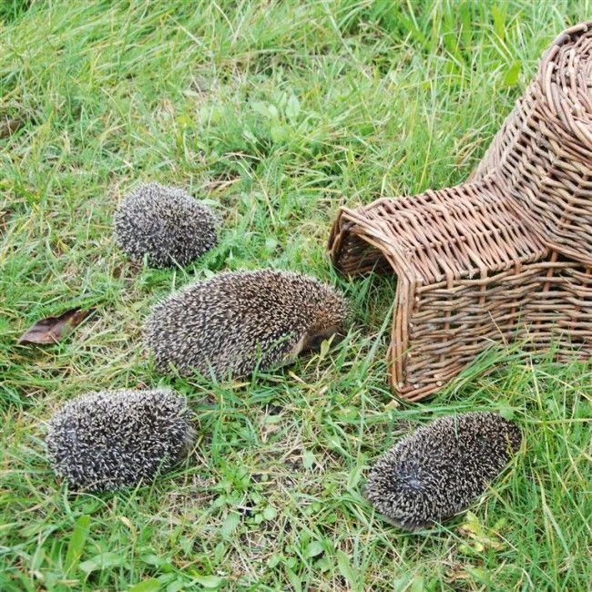 ESSCHERT DESIGN Egel Huis 2 ESSCHERT DESIGN Egel Huis - Afbeelding 2