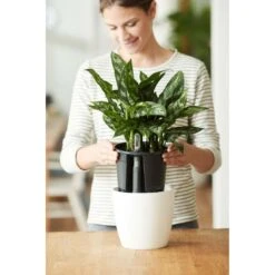Elho Self-watering Insert 44 Living Black -Tuin & Terras Verkoopwinkel elho self watering insert 44 living black 1555687335 1 l