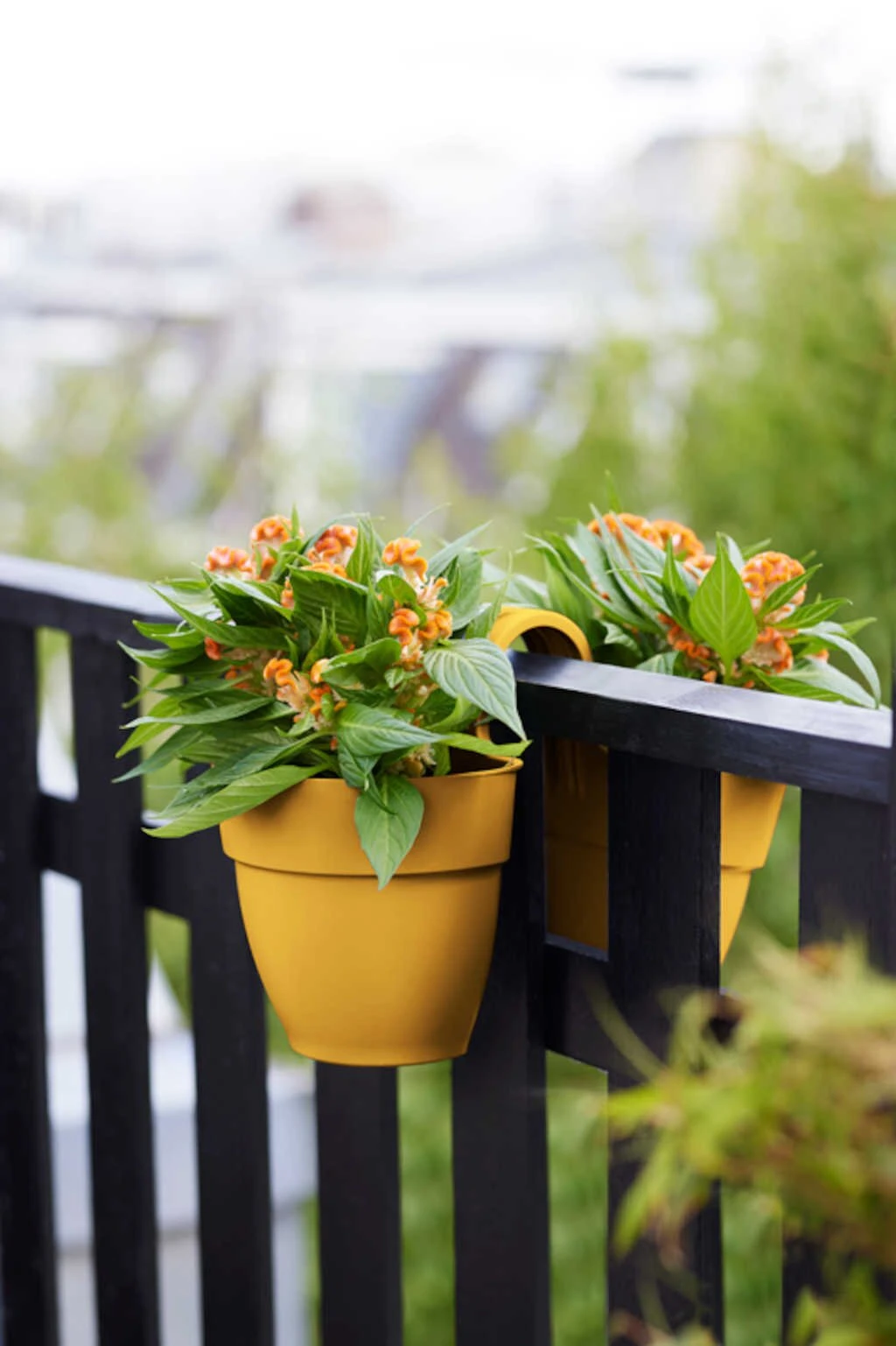 Elho Vibia Campana Flower Twin 21 Honinggeel 4 Elho Vibia Campana Flower Twin 21 Honinggeel - Afbeelding 4