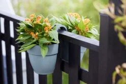 Elho Vibia Campana Flower Twin 21 Vintage Blauw 7 Elho Vibia Campana Flower Twin 21 Vintage Blauw -Tuin & Terras Verkoopwinkel elho vibia campana flower twin 21 vintage blauw 1024x682 61e54e3f844dc l