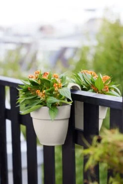 Elho Vibia Campana Flower Twin 21 Zijdewit -Tuin & Terras Verkoopwinkel elho vibia campana flower twin 21 zijdewit 1023x1536 61e54f4852b05 l